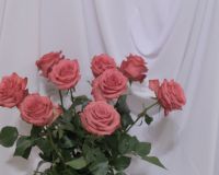 IMR_3673